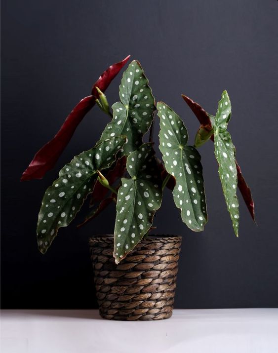 begonia