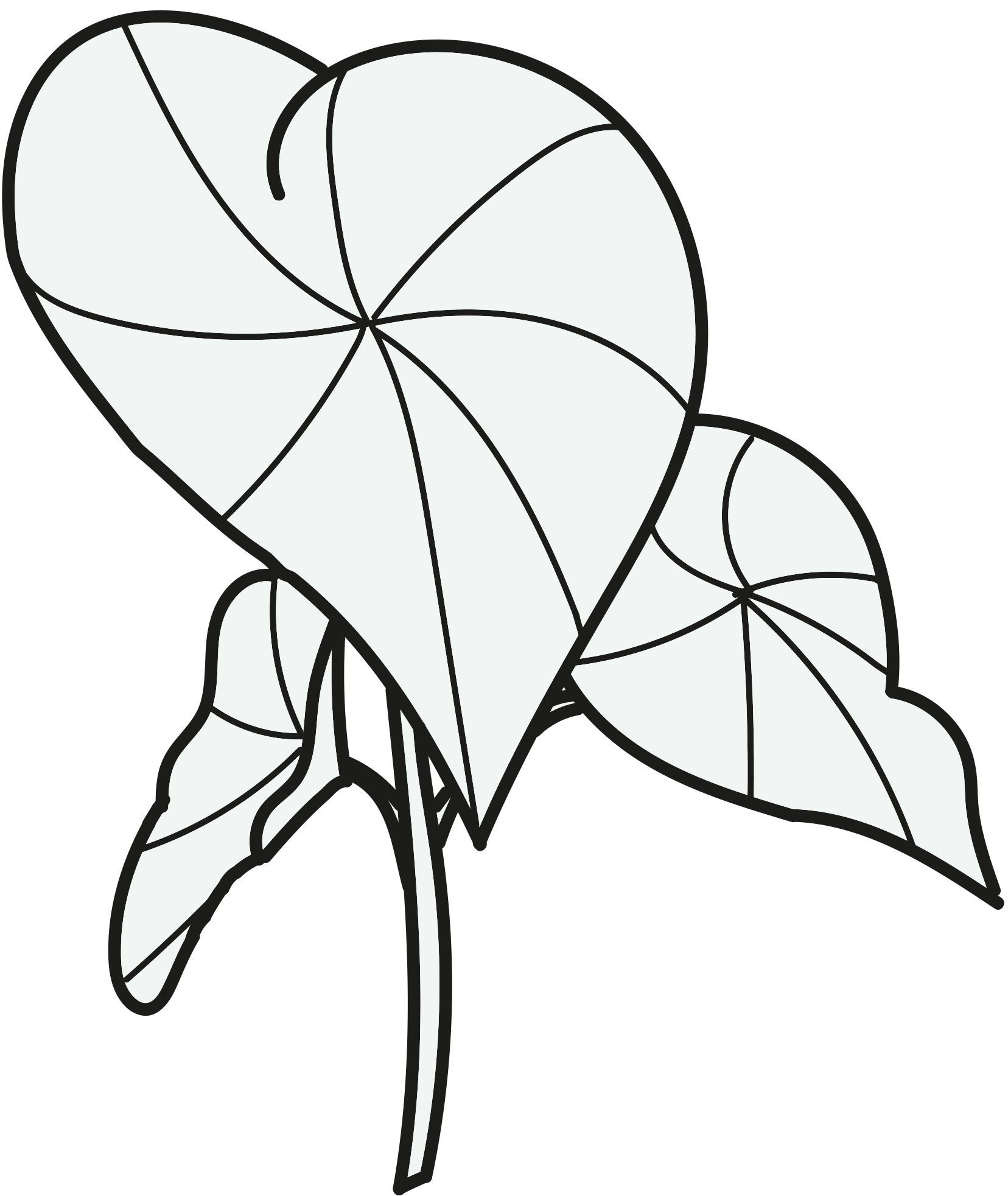 Begonia-Tegning