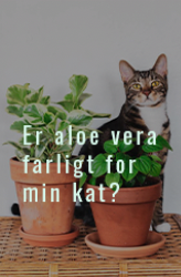 kat