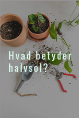 halvsol